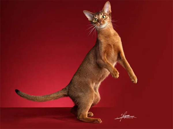 首页| 4002cc永利集团中国区官方网站